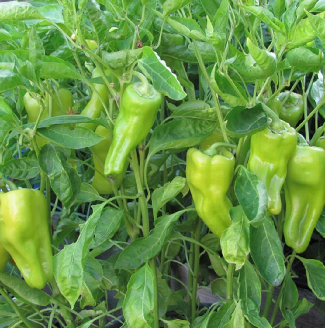 Nassau – Cubanelle Pepper Seed
